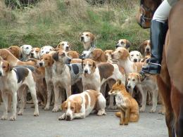 FoxampHounds